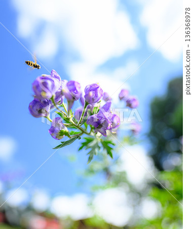 Aconite flowers shining against the blue sky, summer scenery Aconite flowers shining against the blue sky, summer scenery 136368978
