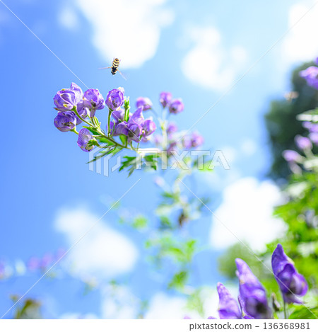 Aconite flowers shining against the blue sky, summer scenery Aconite flowers shining against the blue sky, summer scenery 136368981