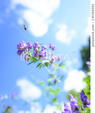 烏頭花在藍天下閃閃發光,夏日美景 烏頭花在藍天下閃閃發光,夏日美景 136368982