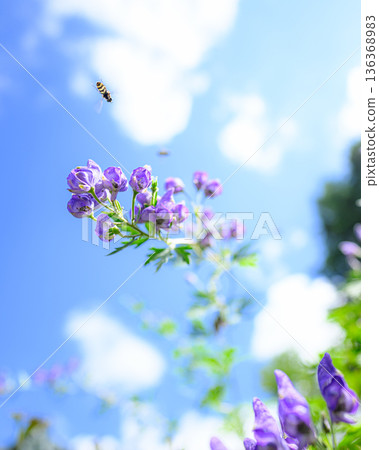 烏頭花在藍天下閃閃發光，夏日美景 136368983