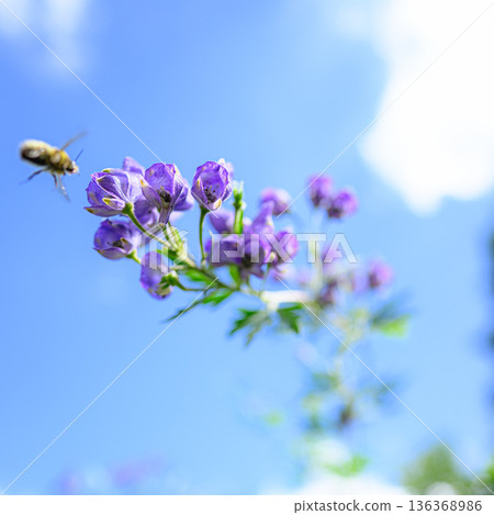 Aconite flowers shining against the blue sky, summer scenery Aconite flowers shining against the blue sky, summer scenery 136368986