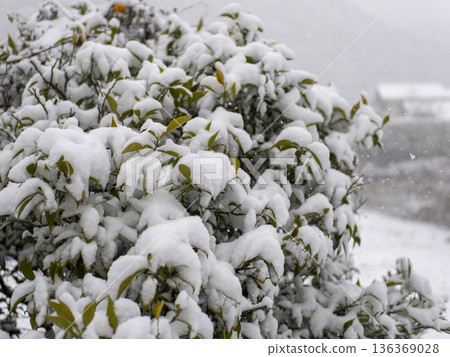 冬日景色,樹葉上覆蓋白雪。 冬日景色,樹葉上覆蓋白雪。 136369028
