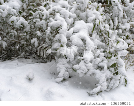 冬日景色，樹葉上覆蓋白雪。 136369031