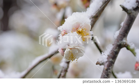 White plum blossoms covered with light snow White plum blossoms covered with light snow 136369186