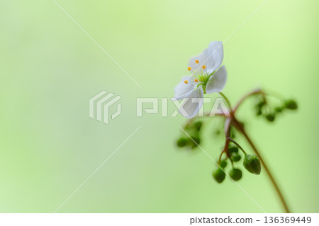 White flowers of sundew, carnivorous plant flowers White flowers of sundew, carnivorous plant flowers 136369449