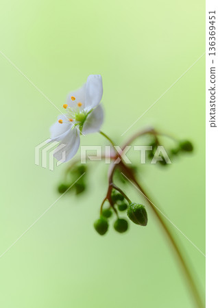 茅膏菜的白色花朵,食蟲植物的花 茅膏菜的白色花朵,食蟲植物的花 136369451