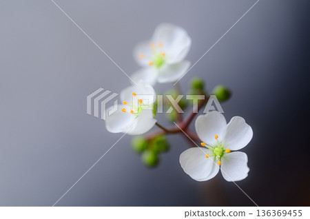 茅膏菜的白色花朵，食蟲植物的花 136369455