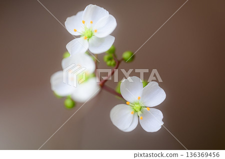 茅膏菜的白色花朵,食蟲植物的花 茅膏菜的白色花朵,食蟲植物的花 136369456
