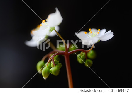 White flowers of sundew, carnivorous plant flowers 136369457