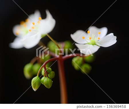 White flowers of sundew, carnivorous plant flowers White flowers of sundew, carnivorous plant flowers 136369458