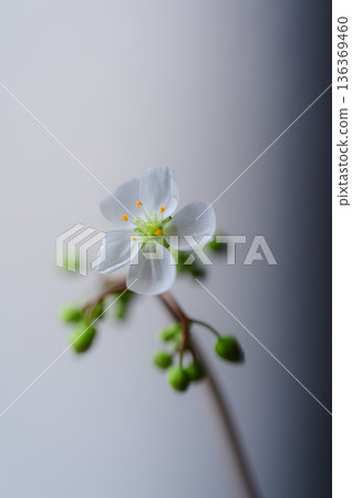 茅膏菜的白色花朵，食蟲植物的花 136369460