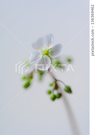 茅膏菜的白色花朵，食蟲植物的花 136369462