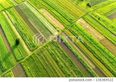 Aerial view of green agricultural fields in spring with fresh vegetation after seeding season on a warm sunny day. Aerial view of green agricultural fields in spring with fresh vegetation after seeding season on a warm sunny day. 136369522