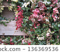Red, white and green snow vine and wooden fence 136369536