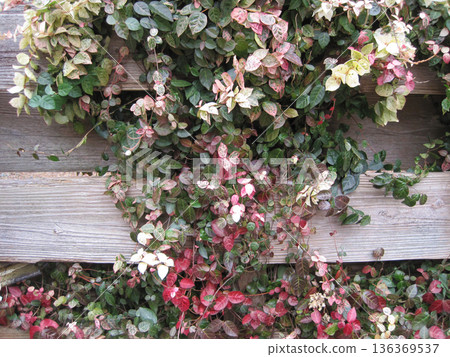 Red, white and green snow vine and wooden fence 136369537