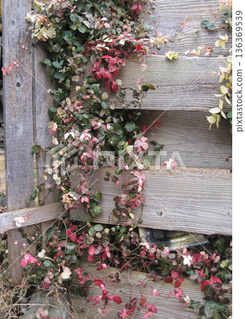 Red, white and green snow vine and wooden fence 136369539