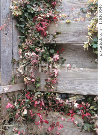 Red, white and green snow vine and wooden fence 136369540