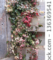 Red, white and green snow vine and wooden fence 136369541