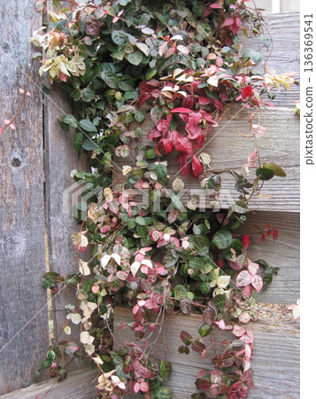 Red, white and green snow vine and wooden fence 136369541
