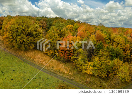 Offroad dirt trail and yellow tree canopies in fall season woods. Colorful lush forest in autumn. Landscape of autumnal wild nature Offroad dirt trail and yellow tree canopies in fall season woods. Colorful lush forest in autumn. Landscape of autumnal wild nature 136369589