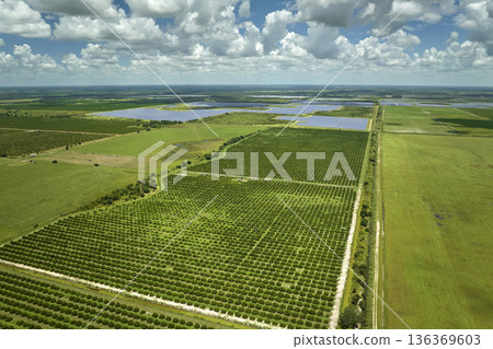 Citrus grove farmlands with rows of orange trees growing in rural Florida on a sunny day Citrus grove farmlands with rows of orange trees growing in rural Florida on a sunny day 136369603