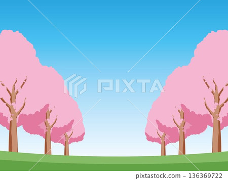 Cherry blossom spring background illustration Cherry blossom spring background illustration 136369722
