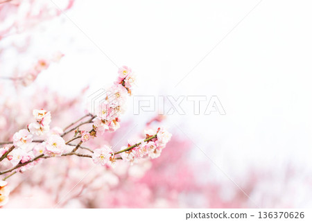 梅花告訴春天的到來 梅花告訴春天的到來 136370626