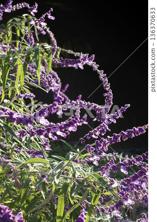 Purple amethyst sage flowers blooming in the afternoon sun in late November Purple amethyst sage flowers blooming in the afternoon sun in late November 136370633