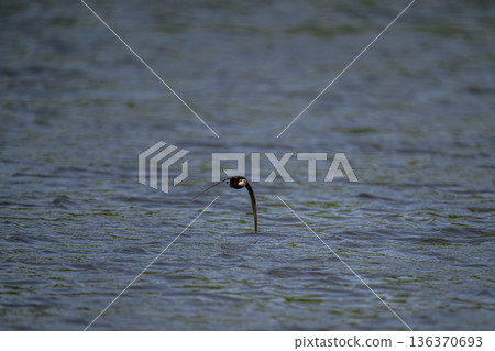 水平飛行速度最快的鳥類是藍尾雨燕。 136370693