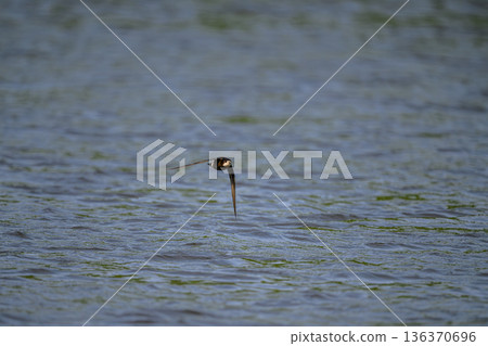水平飛行速度最快的鳥類是藍尾雨燕。 136370696