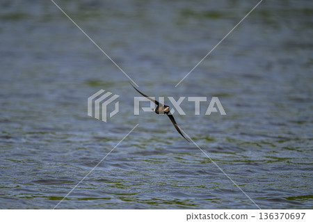 水平飛行速度最快的鳥類是藍尾雨燕。 136370697
