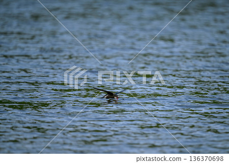 水平飛行速度最快的鳥類是藍尾雨燕。 136370698