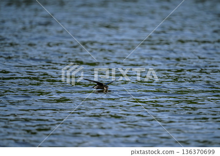 水平飛行速度最快的鳥類是藍尾雨燕。 136370699