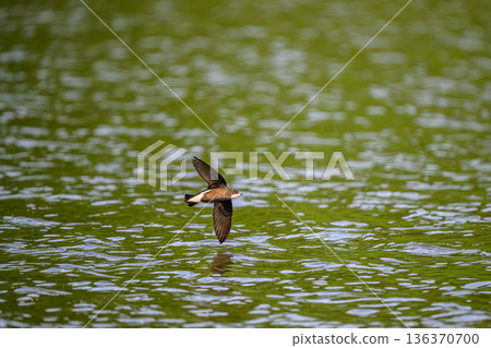 水平飛行速度最快的鳥類是藍尾雨燕。 136370700