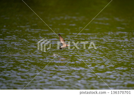 水平飛行速度最快的鳥類是藍尾雨燕。 136370701