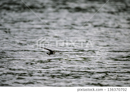 水平飛行速度最快的鳥類是藍尾雨燕。 136370702