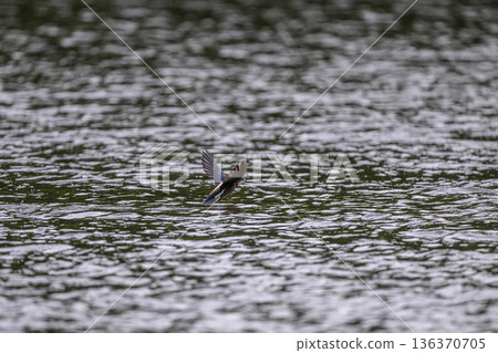 水平飛行速度最快的鳥類是藍尾雨燕。 136370705