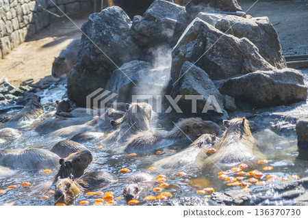 Izu Cactus Zoo Capybaras relaxing in a hot spring Open-air bath with floating mandarin oranges Izu Cactus Zoo Capybaras relaxing in a hot spring Open-air bath with floating mandarin oranges 136370730
