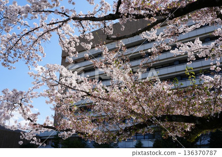 八王子市政廳的櫻花 八王子市政廳的櫻花 136370787