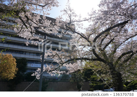 Cherry blossoms at Hachioji City Hall Cherry blossoms at Hachioji City Hall 136370788
