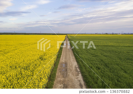Aerial view of straight ground road with rain puddles in green fields with blooming rapeseed plants on blue sky copy space background. Drone photography. 136370882
