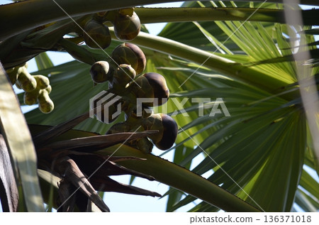 Young palm tree Young palm tree 136371018