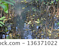 Mangrove plant breathing roots 136371022