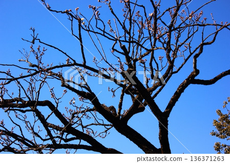 White plum blossoms at Fukuzo-in Temple, whose buds have begun to swell in January (1) White plum blossoms at Fukuzo-in Temple, whose buds have begun to swell in January (1) 136371263