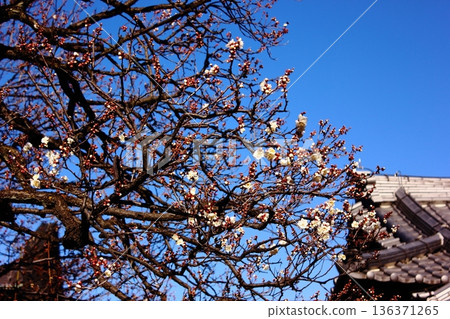 White plum blossoms at Fukuzo-in Temple, whose buds have begun to swell in January (3) 136371265