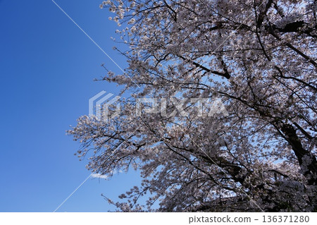 八王子市淺川河和南淺川河兩岸的櫻花盛開 136371280