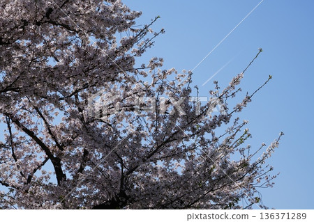 Cherry blossoms along the Asakawa and Minamiasakawa riverbanks in Hachioji City Cherry blossoms along the Asakawa and Minamiasakawa riverbanks in Hachioji City 136371289