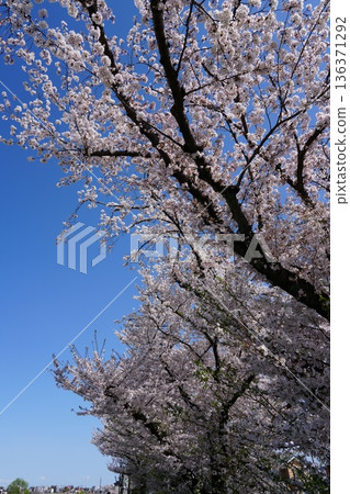 八王子市淺川河和南淺川河兩岸的櫻花盛開 八王子市淺川河和南淺川河兩岸的櫻花盛開 136371292