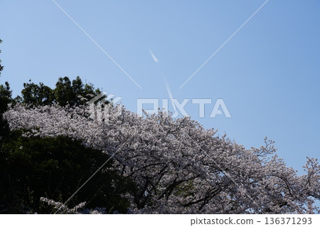 八王子市淺川河和南淺川河兩岸的櫻花盛開 八王子市淺川河和南淺川河兩岸的櫻花盛開 136371293