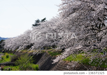 Cherry blossoms along the Asakawa and Minamiasakawa riverbanks in Hachioji City 136371325